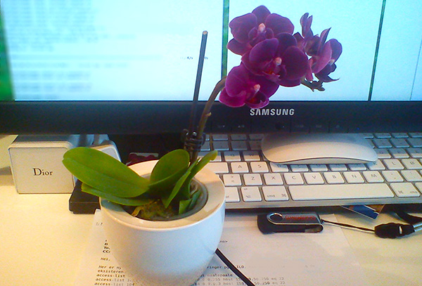 En knallsøt liten Phalaenopsis på pulten min