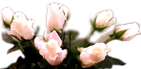 hvite-roser