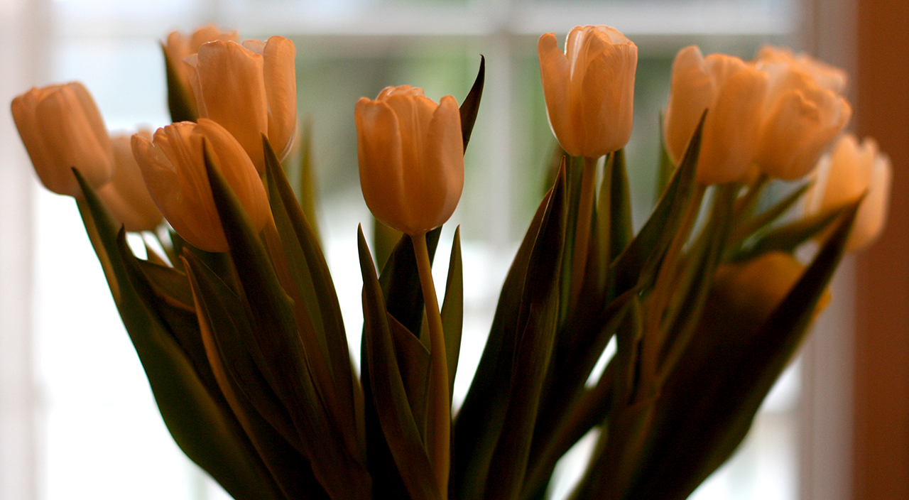 tulipaner-februar