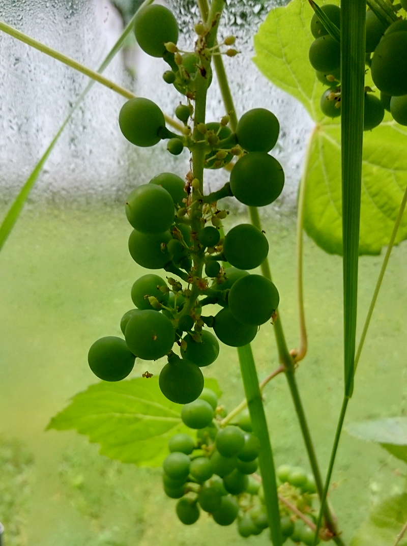 druer-drivhus